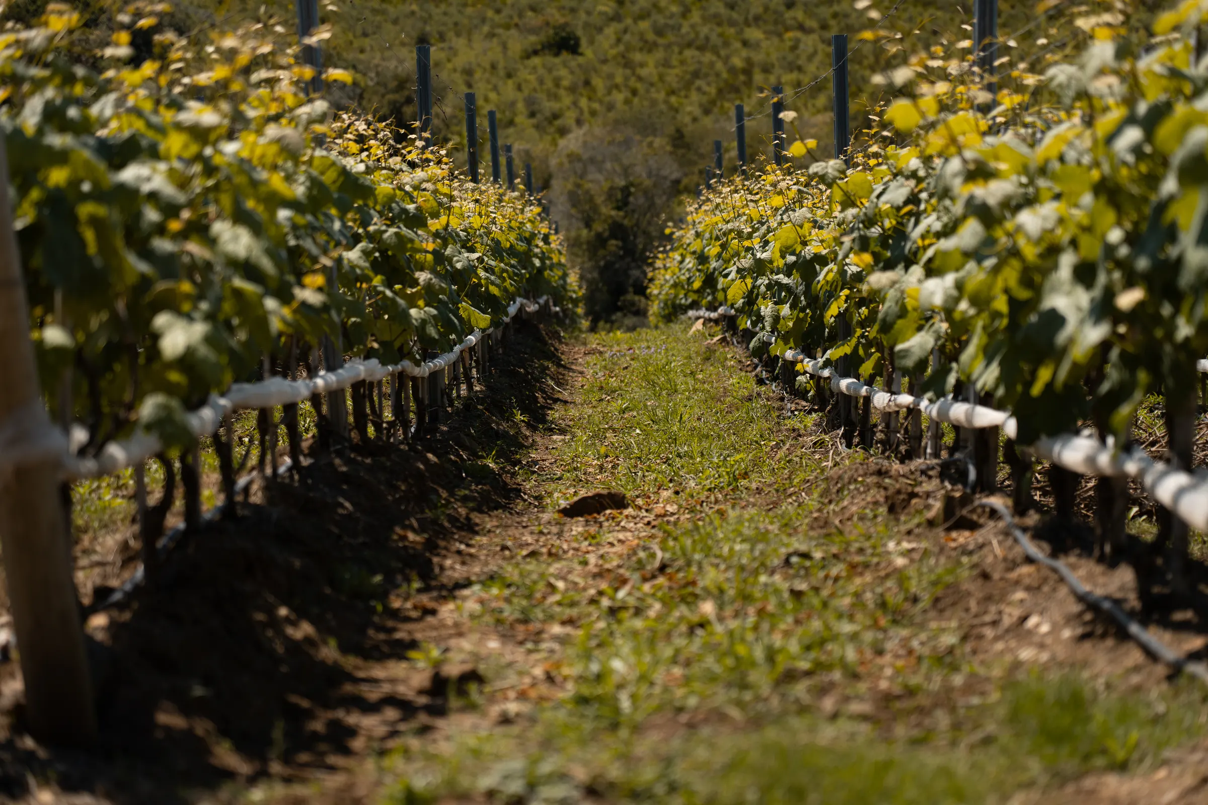 Camino de acceso a la bodega, en las laderas de la Sierra del Carapé
